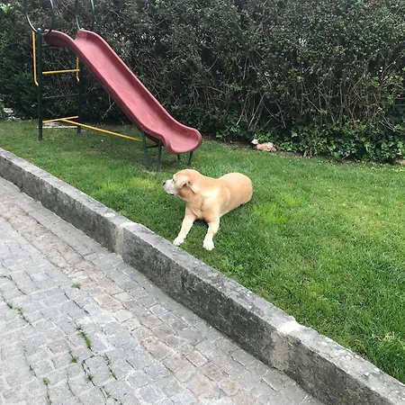 Casa Do Abeto 펜션 Carvalhosa